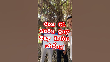 Con Gì Luôn Quỳ Tay Luôn Chống #nguyenbangvlog #dovui #dovuigiaitri #shortsvideo #meovat #iq