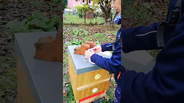 Proč jsou květy krokusů pro včely?