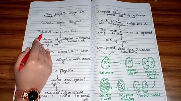 What is Chlamydomonas? | Reproduction (sexual & asexual) of Chlamydomonas by The Pool of Science