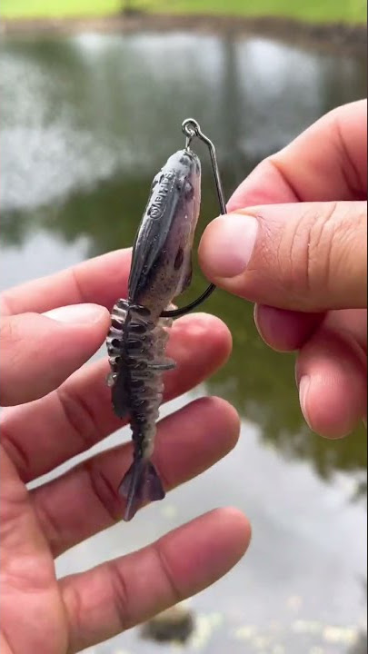 The Berkley Gilly #urbanfloridafishing #fishingtutorial #fishinghowto #howtorigaswimbait #fishing