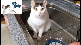 [나루TV]모찌의 고양이 일기 -고양이의 주방탐험-  (Kitchen trip of the cat)