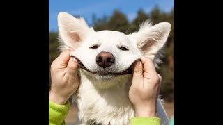 The funniest and most hilarious ANIMAL New videos (2019) - Funny animal compilation - Watch & laugh!