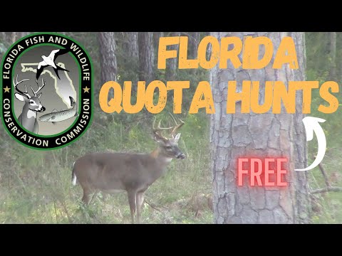 Florida Quota Hunting Permits (How to Apply)