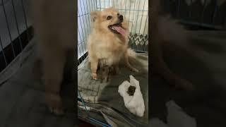 new born baby youtubeshorts dog doglover puppy