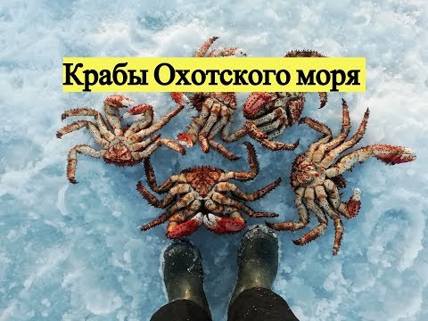 Крабы Охотского моря / Catching a crab under the sea ice. Sea of Okhotsk
