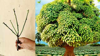 How to grow mango tree from cutting || Growing mango tree,very fast in Colgate