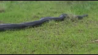 ka jingjia ka ishyrkhei mih pyrthei u python hapoh  nongstoin