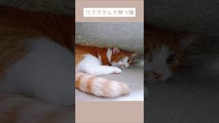 ラグの下に潜り込みたくてワクワクしている猫♪ #shorts #猫 #ねこ