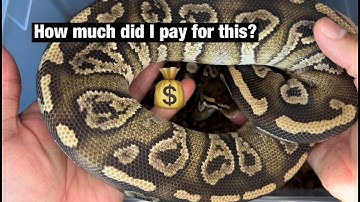 My 5 Most Expensive Ball Pythons of 2022