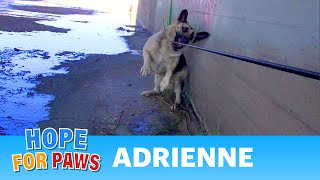 Hope For Paws: Los Angeles River Rescue of a scared German Shepherd (Adrienne).  Please Share.