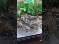 Benji The Boa Constrictor Chills In Bath mp3