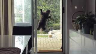 exploding dogs and cat - funny talking animals on youtube