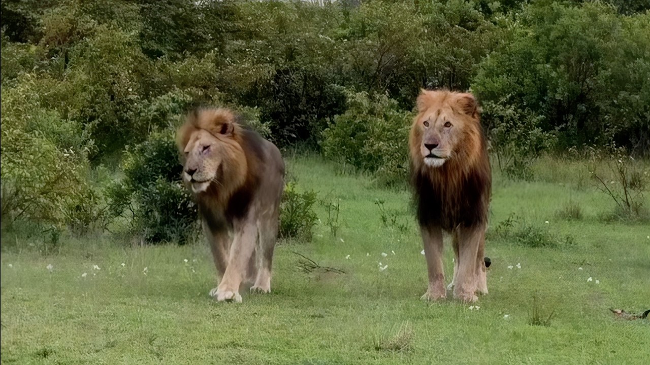 This brothers are only gentle with their own cubs