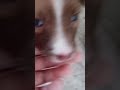 Shorts puppy face reaction mamajackielyn rosco vlog