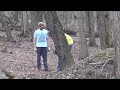 Cherry tree felled with a bore cut with a snap and a crash.