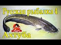 Русская рыбалка 4 Ахтуба Осётр,Сом,Судак.
