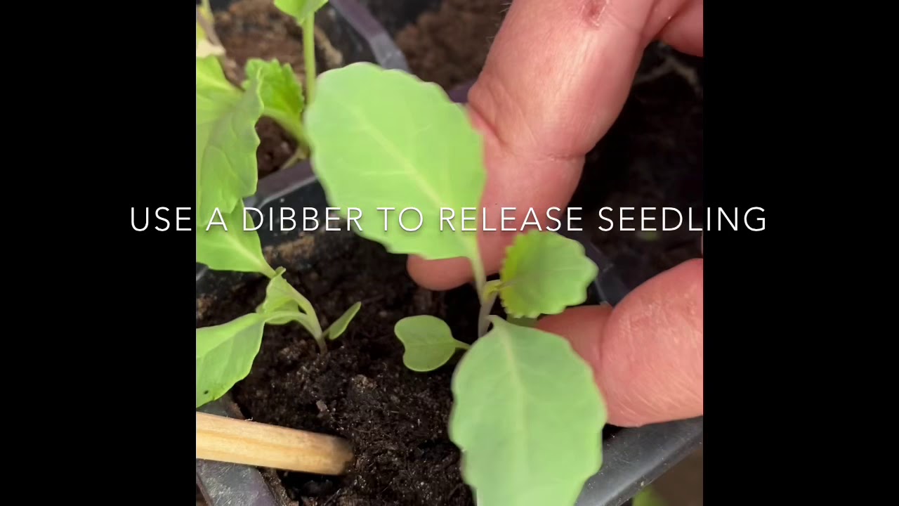 How to transplant cabbage seedlings YouTube