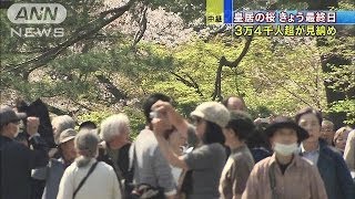 皇居の桜　公開最終日　きょう3万4000人超が来場(14/04/08)