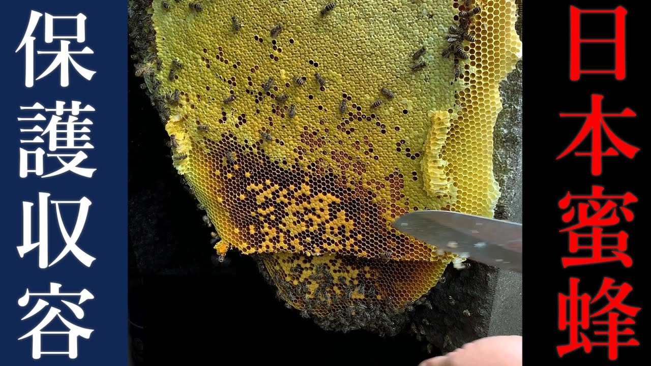 Easy way to contain Japanese honeybees in their natural nests