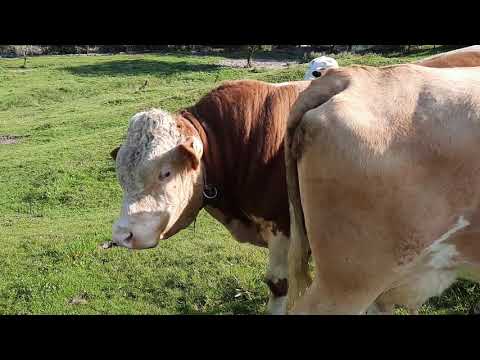 Stier Bauzi und seine Girls