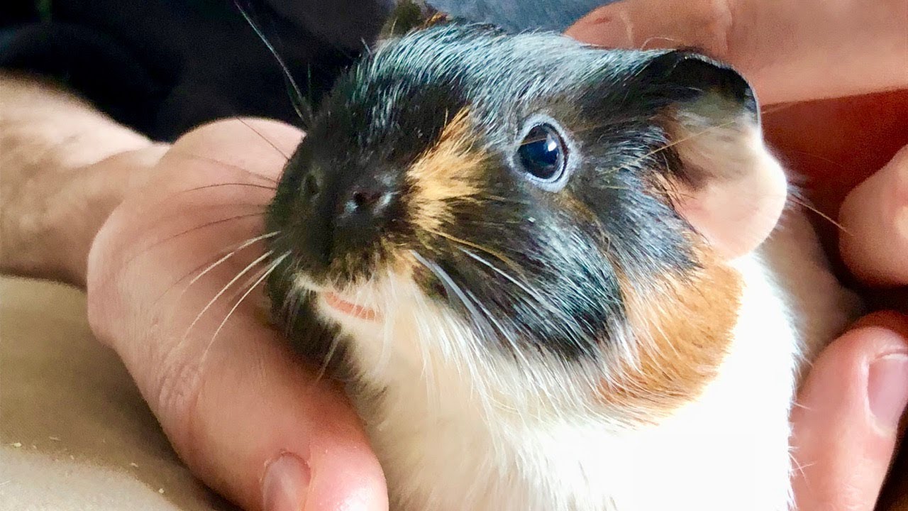 little adventures guinea pigs new