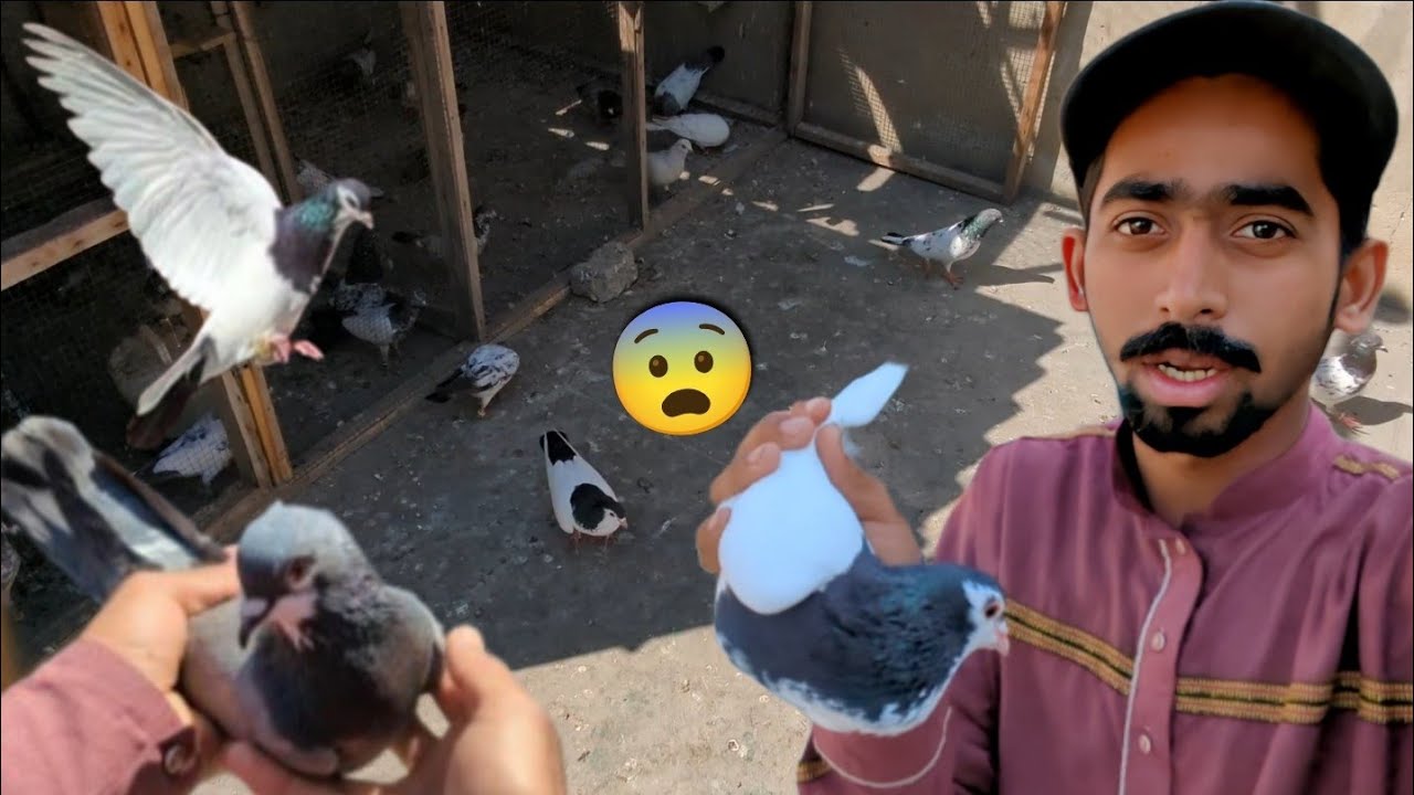 Bohat Hi Pyara Gola Kabootar Pakra😨 || New Patha Urra Dia Ajj🤩. 