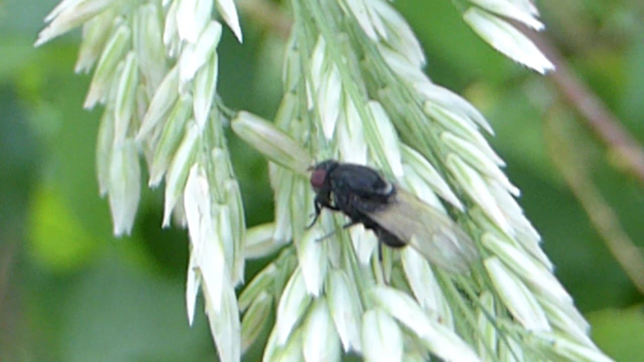 Hoverfly Identification Chart