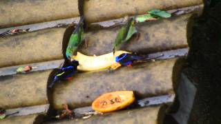 Sairas e Gaturamos se alimentando em Ponta da fruta VV/ES/BR.