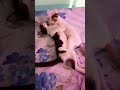 Cat Cute Video | Cute Cats Playing Video | Cute funny Cats Video | Cute Cats Shorts #MimoAquaVerse