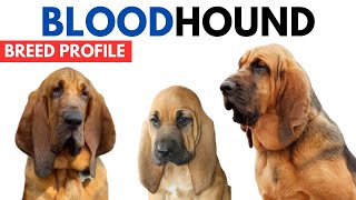Bloodhound Dog Breed Profile History  Price  Traits  Bloodhound Dog Grooming Needs  Lifespan