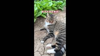 小姥姥的菜园子，四季都是满满的，每天吃菜就像翻牌子