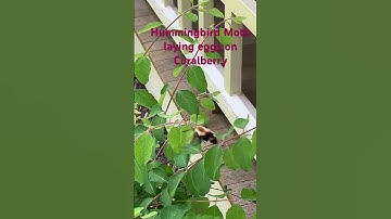 Native Plants make gardens come alive