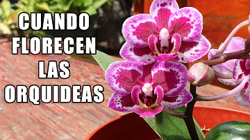 ¿En qué mes florecen las orquídeas?