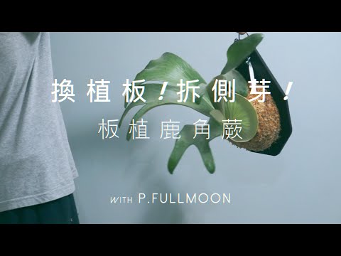 鹿角蕨換板？拆側芽？要學快看！無痛束帶板植法！加映板植三個後效果 ｜滿月鹿角蕨 P.Fullmoon