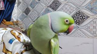 parrot mitthu 🤗🦜🙏🏻🙏🏻