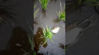 This is a Snip Snip or Snip Bird