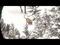 Elk On The Winter Range.