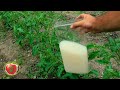 MAGIC FERTILIZER FOR ANY PLANT (100% success result)  !