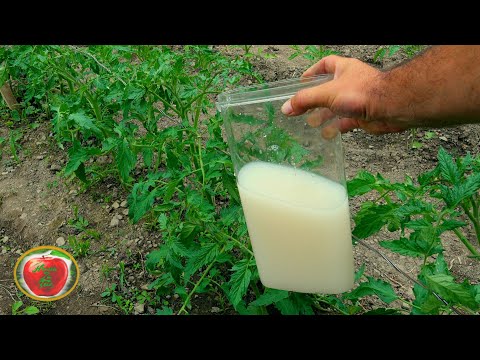 Video: Uzgoj biljaka iz korijena piva - kako se koristi biljka iz korijena piva