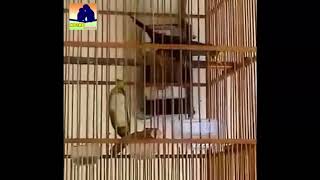 Download Suara Tembakan Jalak Rio SUPER Gacor and Full Power !!! @Kicau Burung Mp3 Download Suara Tembakan Jalak Rio SUPER Gacor and Full Power !!! @Kicau Burung Mp3