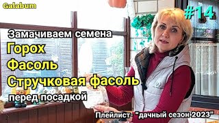 Как прорастить семена фасоли и гороха перед посадкой.@galabum