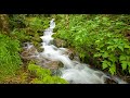 Calming Forest Stream. Sounds of nature, water, crickets. (10 hours white noise for sleeping).