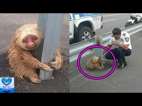 道路沿いで発見されたナマケモノ 可愛い姿に魅了される人が続出 感動 Youtube