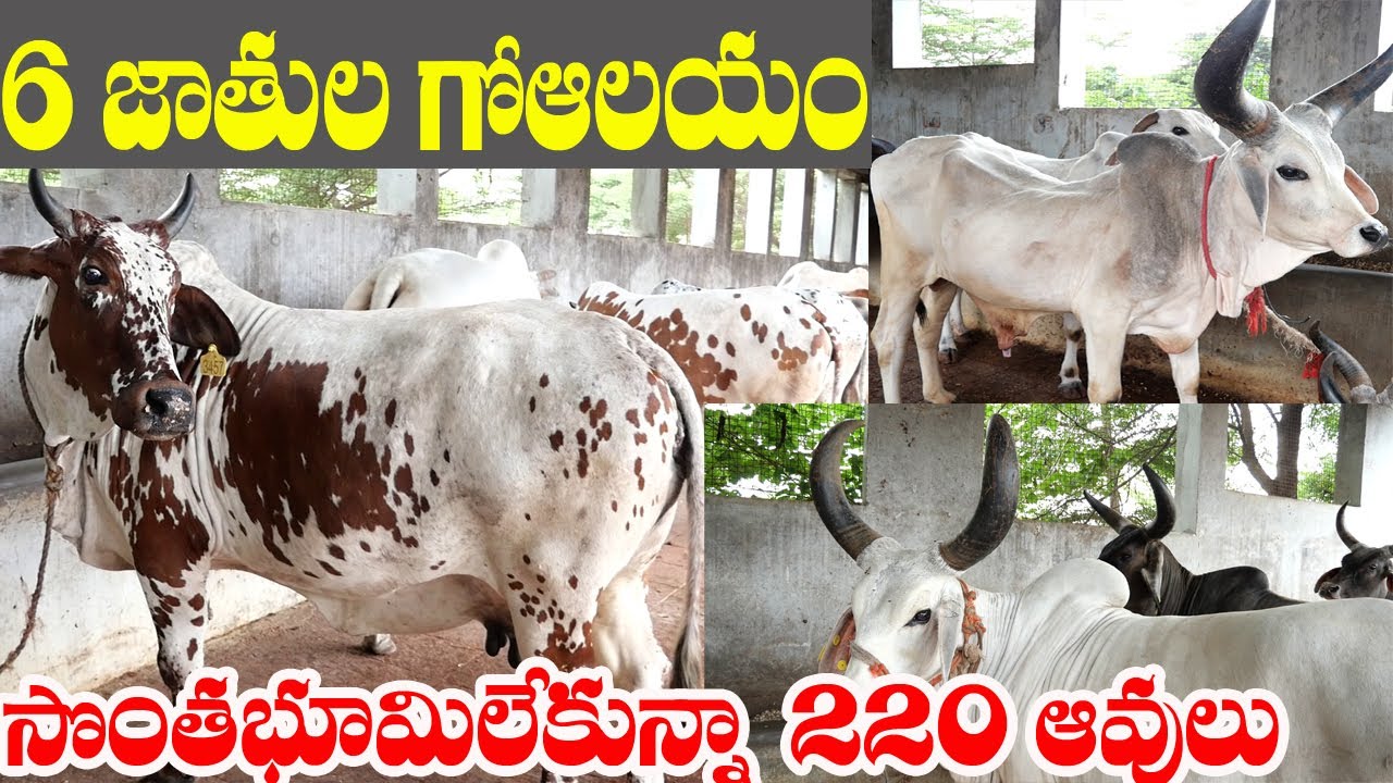 Ганготри Гоалайам защищает местных коров | 63013 52526 | Храм Ганготри Го защищает местные виды