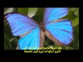 الفراشة والنانو