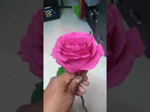 Vídeo: Què significa feina de coll rosa?