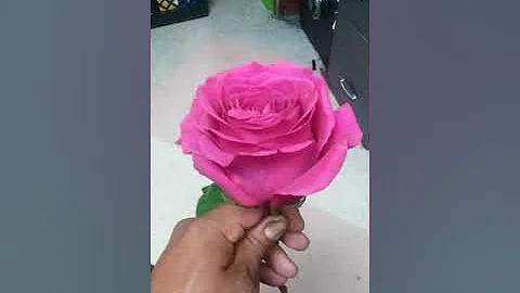 ¿Qué significan 36 rosas?