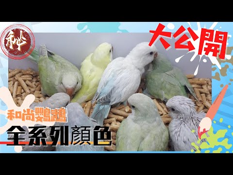 【屈原之天下鳥事】和尚鸚鵡。全系列顏色大公開Monk parrot. Full range of colors open to the public