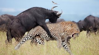 LIVE: Strong Buffalo Suddenly Jump From Behind Makes Leopard Can Not Escape - Wild Animals Discovery