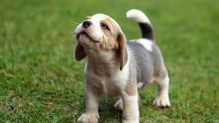 Famous Cute Puppies and Dogs Being Dramatic Again! πΆ Funny Animals Compilation Net Worth